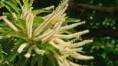 SWEET CHESTNUT